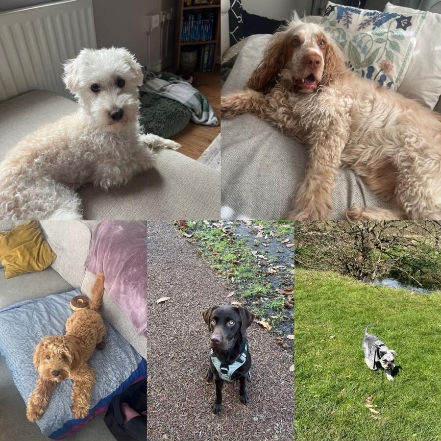 A collage of five happy dogs cared for by Charlotte, relaxing at home and out on walks